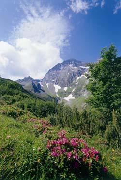 Gaestehaus Danler Neustift im Stubaital Εξωτερικό φωτογραφία